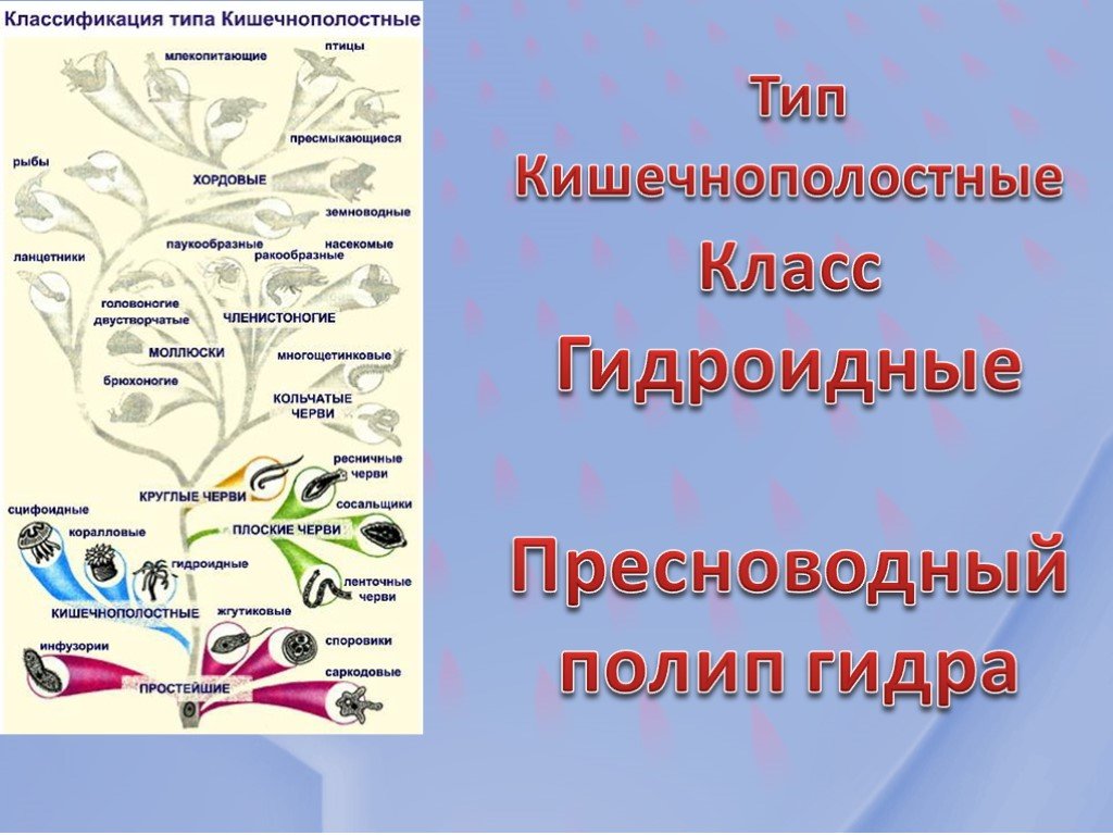 Kraken сайт вход