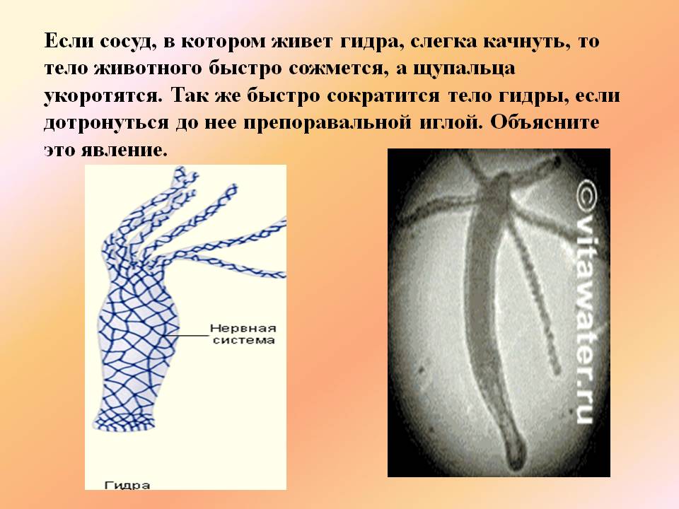 Кракен магазин kraken4am com